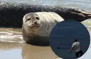 Atacan a foca monje hawaiana en Maui y detienen a sospechoso