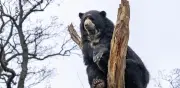 Aumenta la presencia del oso andino en cordilleras Occidental y Central