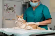 Bogotá abre 4.500 cupos gratuitos de esterilización para perros y gatos en mayo