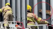 Bomberos de Cali rescatan a gato atrapado a siete metros y video se viraliza