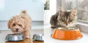 Cada cuánto lavar el plato de su mascota: frecuencia y desinfección