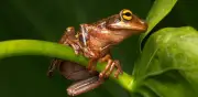 Canto inédito de rana amazónica Osteocephalus omega es grabado en Colombia