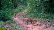 Cámara trampa capta a jaguar con sus crías en la Amazonia colombiana