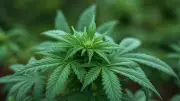 Colombia: aprueban en primer debate proyecto para regular el cannabis