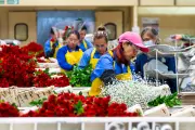 Colombia exporta 59.000 toneladas de flores por Día de la Madre 2025