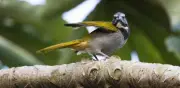 Colombia recupera liderazgo mundial en avistamiento de aves con 1.566 especies