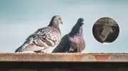 Condenan a 2 años y medio de cárcel a hombre que mató palomas en Ocaña