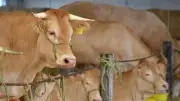 Crisis ganadera en Antioquia por fallas del sistema SINIGAN V6 del ICA