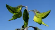 Crotalaria cunninghamii: la planta australiana con flores que parecen colibríes