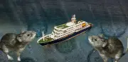 De crucero a emergencia: brote de hantavirus deja tres muertos y cepa se transmite entre humanos