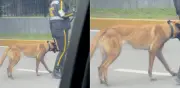Denuncian maltrato animal en Unicentro Bogotá: perro desnutrido genera indignación