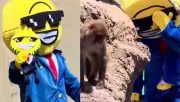 Detenidos en Japón por violar hábitat de Punch, macaco viral