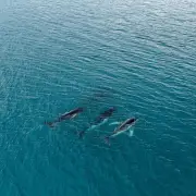 Documentan viaje récord de ballenas jorobadas entre Australia y Brasil