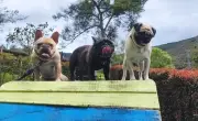 El lado tierno de Germán Vargas Lleras: su amor por sus bulldogs franceses