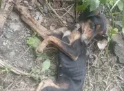 Esperanza: perrita rescatada en Bogotá lucha por recuperarse