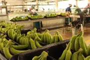 Exportaciones colombianas crecen 15,5% en primer trimestre pese a revaluación del peso