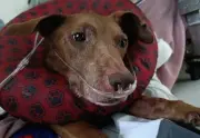 Fallece Sakura, perrita rescatada que inspiró a la Fundación Por Amor a Rocky