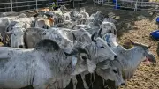 Fedegán alerta sobre proyecto de decreto que limita exportación de ganado en pie