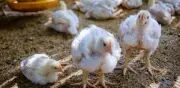 Fenavi alerta: bloqueos en Buenaventura represan 7.800 toneladas diarias de alimento avícola