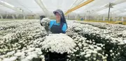 Flores colombianas casi duplican exportaciones a EE. UU. en 14 años del TLC