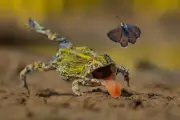 Fotógrafo de 20 años gana concurso con liebre alpina en Suiza