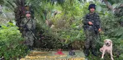 Hallan en Nariño el mayor depósito de minas antipersona con más de 250 artefactos