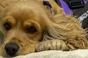 Hallie regresa al refugio tras ser devuelta por su familia adoptante