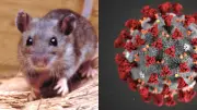 Hantavirus vs COVID-19: diferencias clave y riesgos actuales