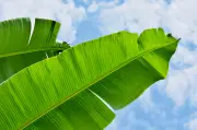 Hoja de plátano: tradición, usos culinarios y beneficios