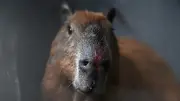 Indignación en Brasil: ocho golpean a capibara con barras de hierro