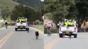 Indignación en redes: militares habrían abandonado a dos perros en plena vía