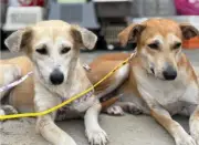 Jornada de esterilización masiva para 600 perros y gatos en Santa Marta
