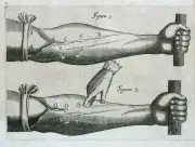 La revolución anatómica del Renacimiento: el experimento de William Harvey