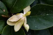 Magnolias colombianas: belleza ancestral en riesgo de extinción
