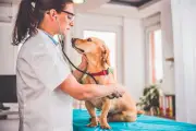 Microbioma en mascotas: clave para salud digestiva, inmune y conductual