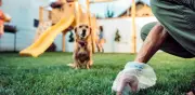 Multarán con pruebas de ADN a dueños de perros que no recojan desechos