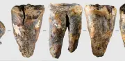 Neandertales perforaban dientes infectados hace 59.000 años