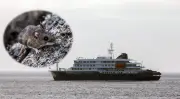 OMS eleva alerta por brote de hantavirus en crucero MV Hondius con 11 casos