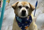 Penalito, el perro que es 