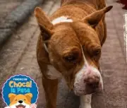 Perrita anciana con tumores necesita ayuda urgente en Cundinamarca