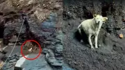 Perrita rescatada tras tres días atrapada en un risco en Boyacá