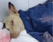 Perro Alf lucha por su vida tras brutal maltrato en Santa Marta