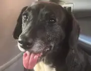 Perro asustado por tormenta entra a radio y locutora lo rescata