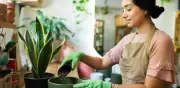 Poda de lengua de suegra: cuándo y cómo hacerla para un crecimiento fuerte
