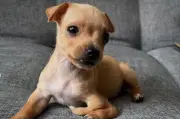 ¿Por qué los videos de cachorros son tan populares en redes sociales?