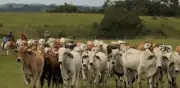 Producir carne en Colombia emite el doble de CO2 que el promedio global