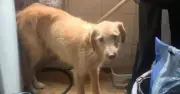 Rescatan a dos perros en Kennedy tras estar encerrados tres meses