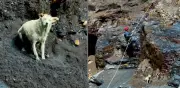 Rescatan a perrita tras tres días atrapada en risco de Macanal, Boyacá