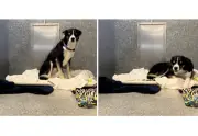 Roxy, la perrita que espera 170 días un hogar en California