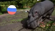 Rusia se suma a plan internacional para reubicar hipopótamos colombianos